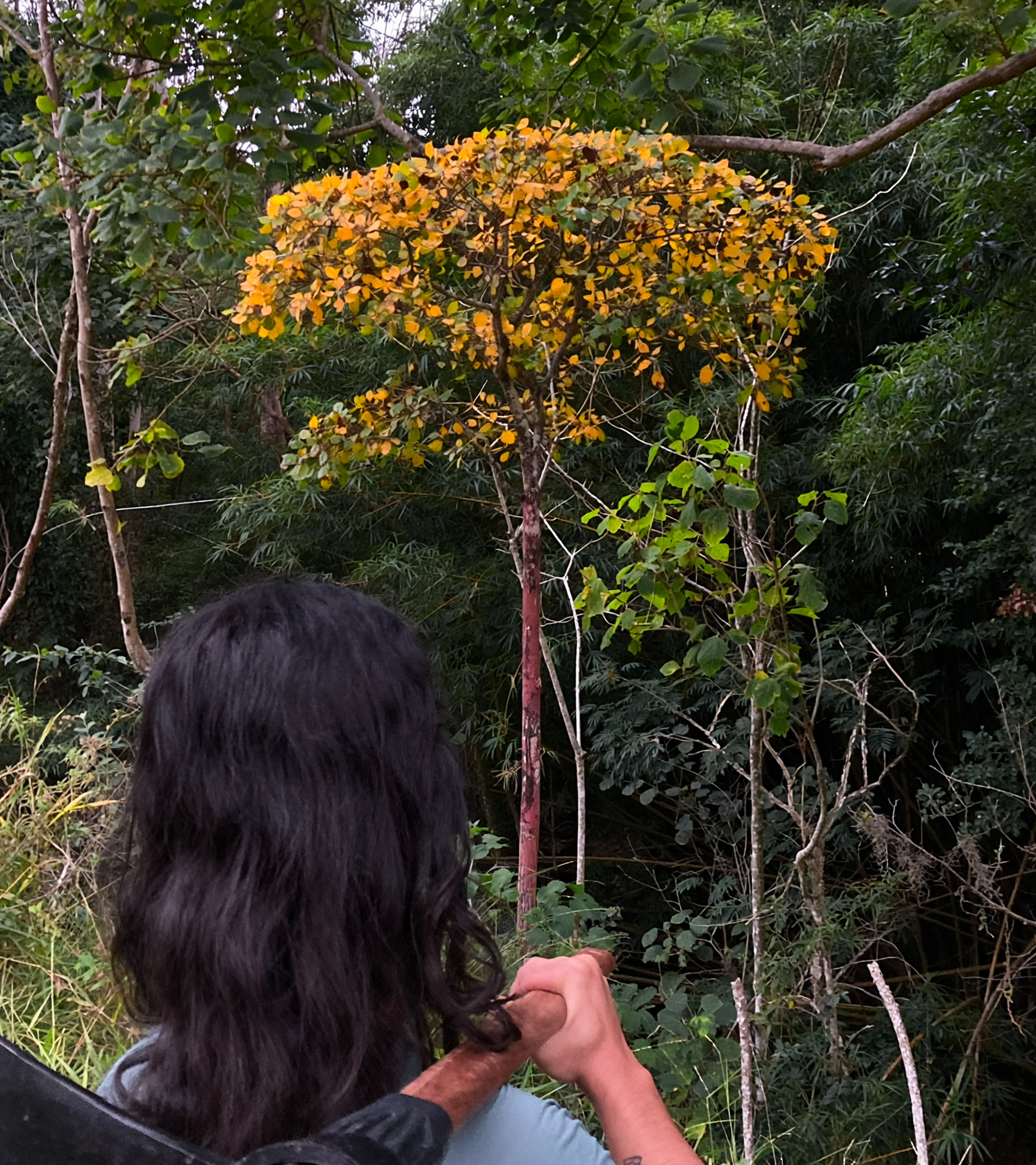 Pau-Brasil: the tree that named Brazil, now endangered